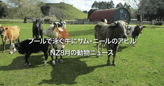 プールで泳ぐ牛にサム・ニールのアヒル NZ8月の動物ニュース