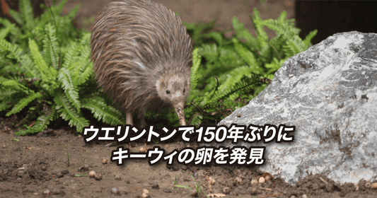 ウエリントンで150年ぶりにキーウィの卵を発見