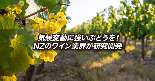 気候変動に強いぶどうを!NZのワイン業界が研究開発