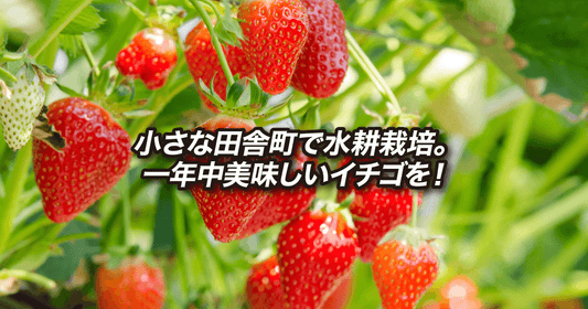 小さな田舎町で水耕栽培。一年中美味しいイチゴを!