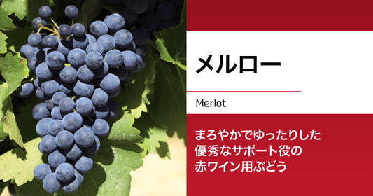 メルロー|まろやかでゆったりした優秀なサポート役の赤ワイン用ぶどう