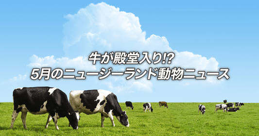 牛が殿堂入り！？5月のニュージーランド動物ニュース