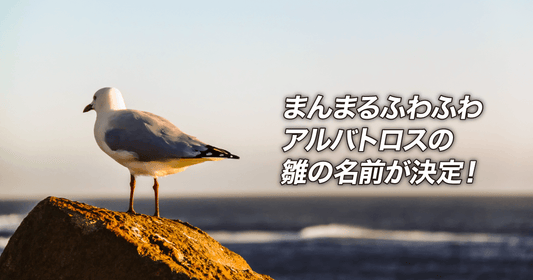 まんまるふわふわ アルバトロスの雛の名前が決定！