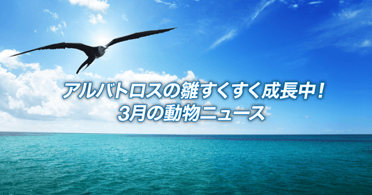 アルバトロスの雛すくすく成長中！3月の動物ニュース