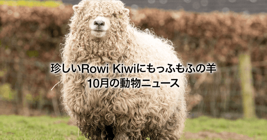 珍しいRowi Kiwiにもっふもふの羊 10月の動物ニュース