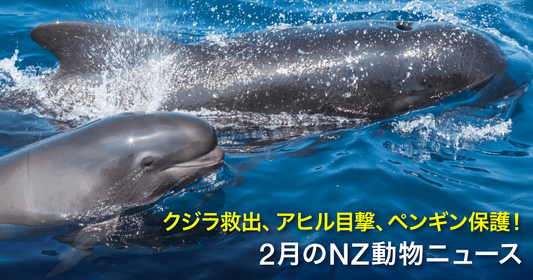 クジラ救出、アヒル目撃、ペンギン保護！2月のNZ動物ニュース