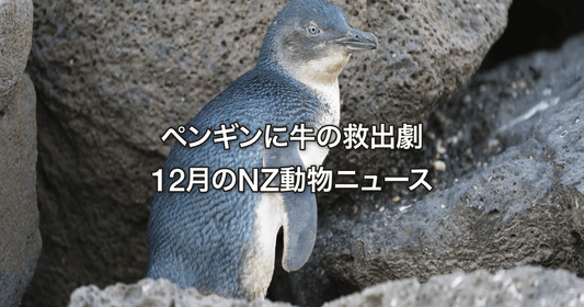 ペンギンに牛の救出劇　12月のNZ動物ニュース