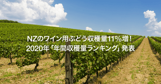 NZのワイン用ぶどう収穫量11%増！2020年「年間収穫量ランキング」発表