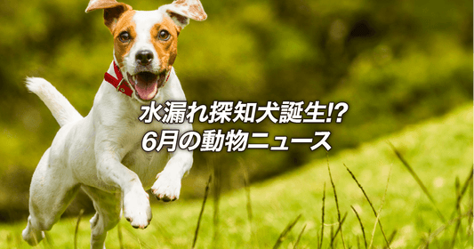 水漏れ探知犬誕生!? 6月の動物ニュース