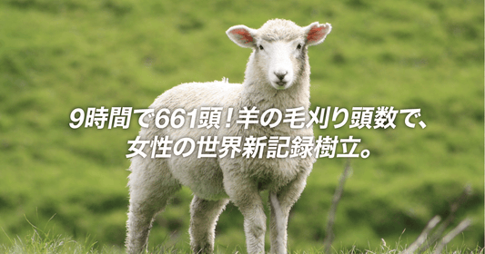 9時間で661頭！羊の毛刈り頭数で、女性の世界新記録樹立。