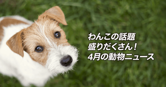 わんこの話題盛りだくさん！4月の動物ニュース