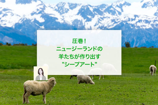 圧巻！ニュージーランドの羊たちが作り出す”シープアート”