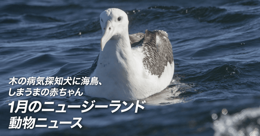 木の病気探知犬に海鳥、しまうまの赤ちゃん　1月のニュージーランド動物ニュース