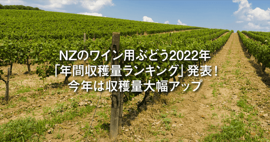 NZのワイン用ぶどう2022年「年間収穫量ランキング」発表！今年は収穫量大幅アップ